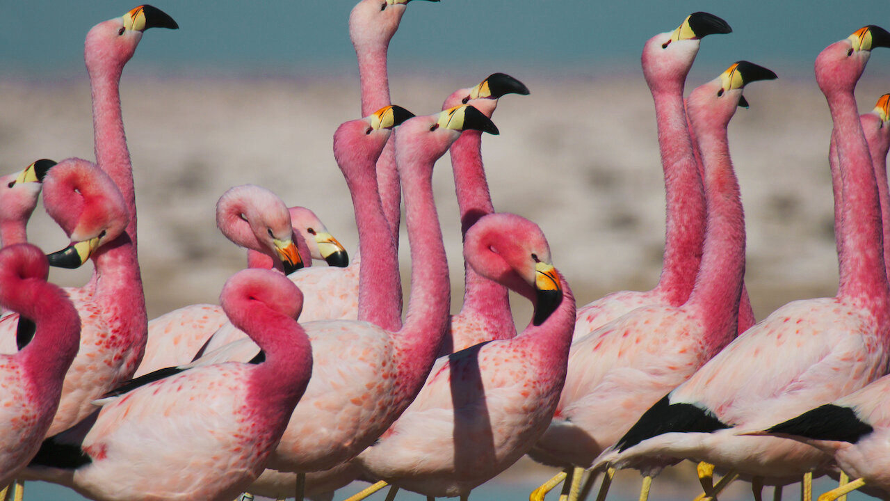 David Attenborough: Sự Sống Đầy Màu Sắc - Life In Colour With David Attenborough