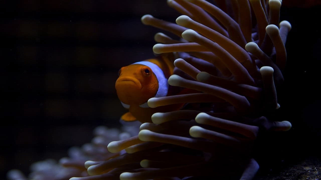 Rặng San Hô - Great Barrier Reef